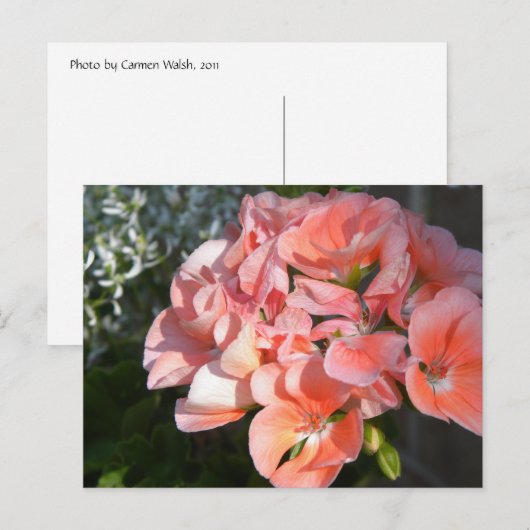 Koraalgerantros Briefkaart (Voorkant / Achterkant)