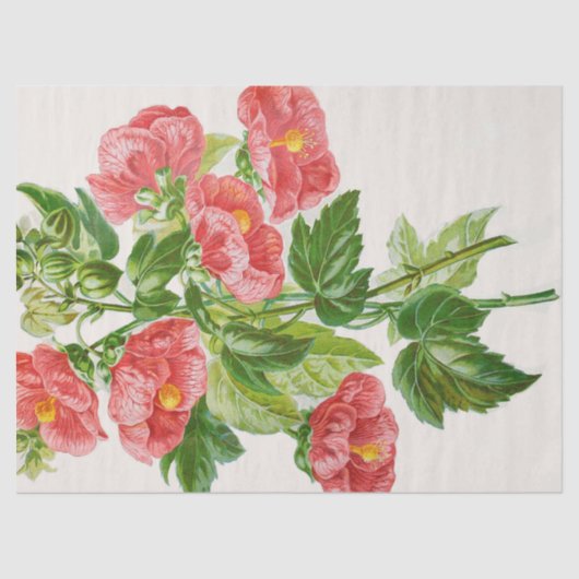 Koraalmaaipapier voor bloemkool tissuepapier (Voorkant)
