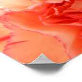 Koraalnenbloem Poster (Hoek)