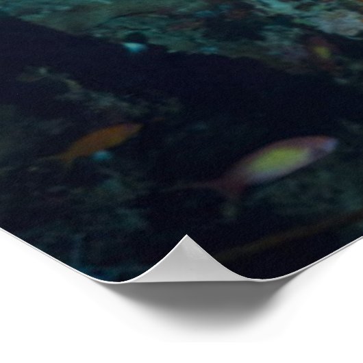 Koraalrif | Bigeye of Goggle-Oog Poster (Hoek)