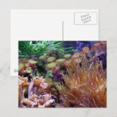 koraalrif briefkaart (Voorkant / Achterkant)