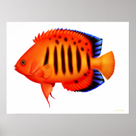 Koraalrif Flame Angelfish Poster