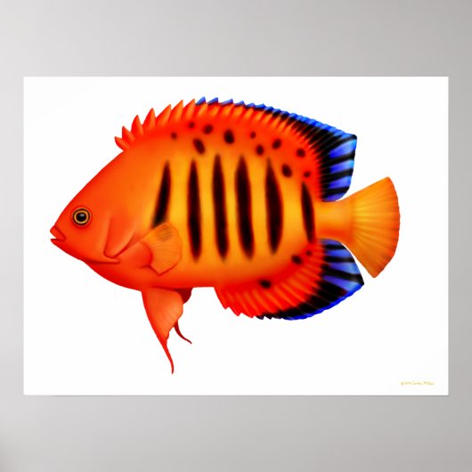 Koraalrif Flame Angelfish Poster (Voorkant)