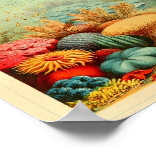  koraalrif kleur Ernst Haeckel Art afdrukken Poster (Hoek)