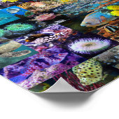 Koraalrif Mariene Leven Visdieren Foto's Collage Poster (Hoek)