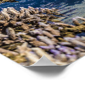 Koraalrif met laag getij als mauritius-cadeau poster (Hoek)