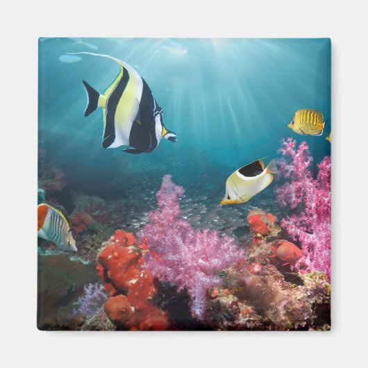 Koraalrif | Moorish Idol Magneet (Voorkant)