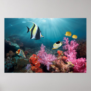 Koraalrif   Moorish Idol Poster