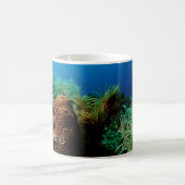 Koraalrif, Nationaal Park Dry Tortugas, Florida Koffiemok (Center)