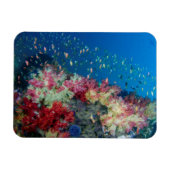 Koraalrif onder water, Indonesië Magneet (Horizontaal)