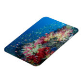 Koraalrif onder water, Indonesië Magneet (Linkerzijde)