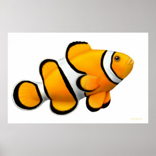 Koraalrif Percula Clownfish Poster