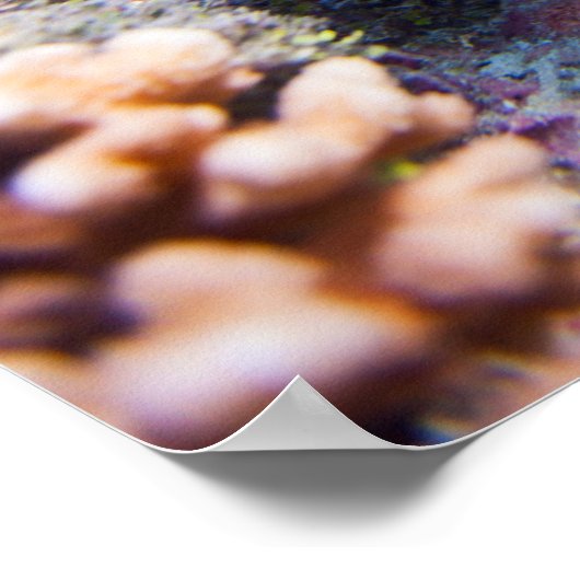 Koraalrif Poster (Hoek)