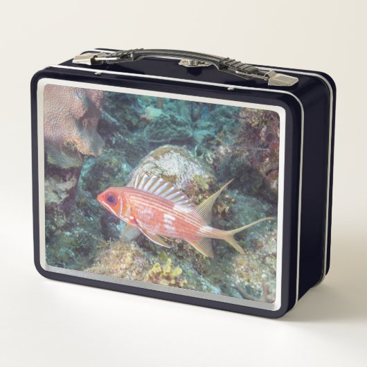 Koraalrif reef langwerpvis vierkant (Achterkant)