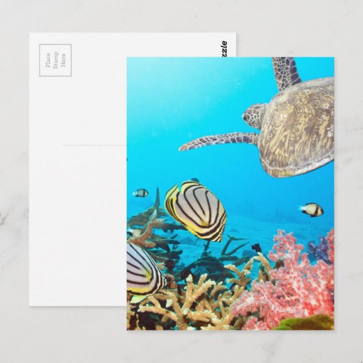 Koraalrif Turtle Naturescape Briefkaart (Voorkant / Achterkant)