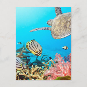 Koraalrif Turtle Naturescape Briefkaart
