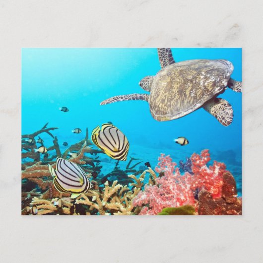 Koraalrif Turtle Naturescape Briefkaart (Voorkant)