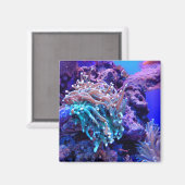 Koraalrif zee anenoom roze blauw paarse magneet (Voorkant / Achterkant)