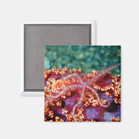 Koraalrif zetvismagneten magneet (Voorkant / Achterkant)