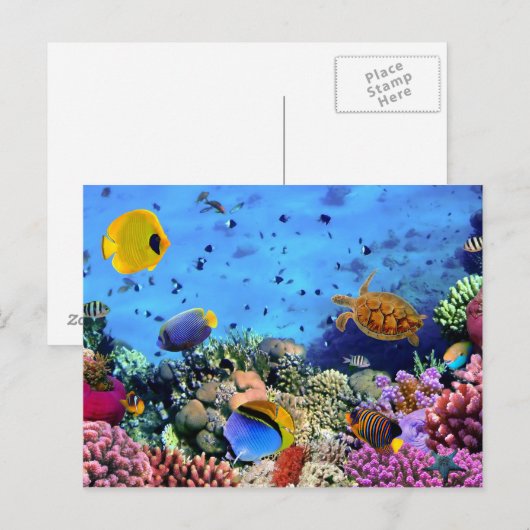 Koraalriffen voor kleurstoffen briefkaart (Voorkant / Achterkant)