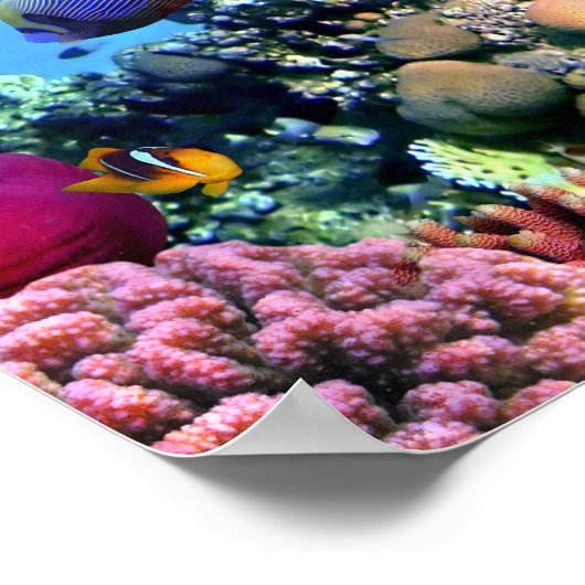 Koraalriffen voor kleurstoffen poster (Hoek)