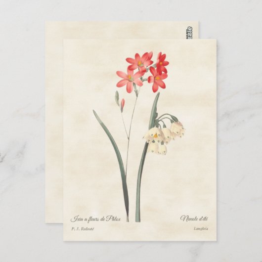 Koraalroze Ixie Botanisch Briefkaart (Voorkant / Achterkant)