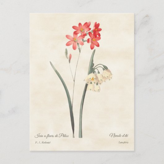 Koraalroze Ixie Botanisch Briefkaart (Voorkant)