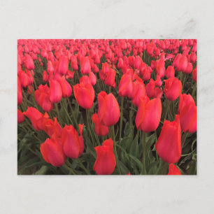 Koraalroze tulpen briefkaart