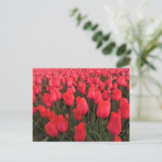 Koraalroze tulpen briefkaart (Staand voorkant)