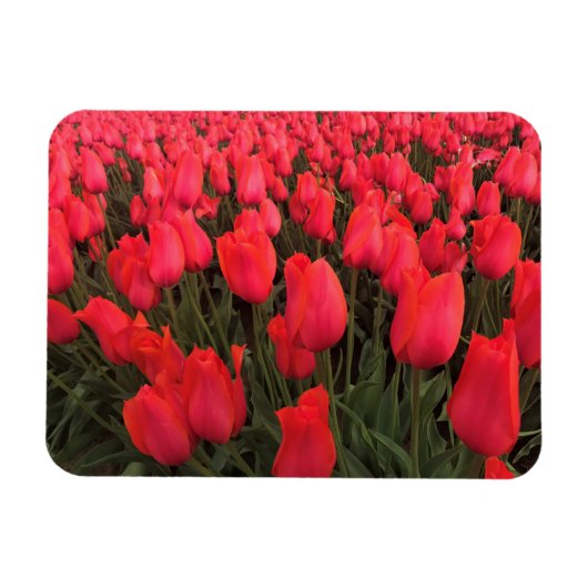 Koraalroze tulpen magneet (Horizontaal)