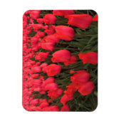 Koraalroze tulpen magneet (Verticaal)