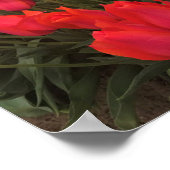 Koraalroze tulpen poster (Hoek)