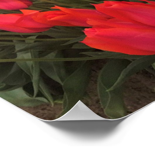 Koraalroze tulpen poster (Hoek)