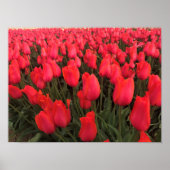 Koraalroze tulpen poster (Voorkant)