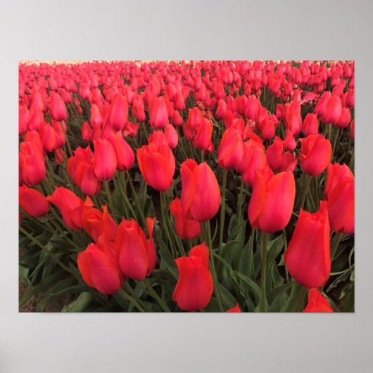 Koraalroze tulpen poster (Voorkant)