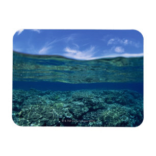 Koraalschelp Magneet