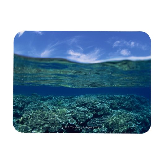 Koraalschelp Magneet (Horizontaal)