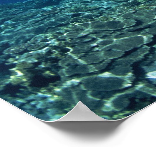 Koraalschelp Poster (Hoek)