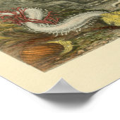 Koraalslakken Mariene dieren Kunst afdrukken Poster (Hoek)