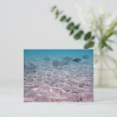 Koraalvis Witte zand Lagoon Briefkaart (Staand voorkant)