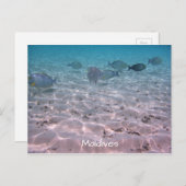 Koraalvis Witte zand Lagoon Briefkaart (Voorkant / Achterkant)