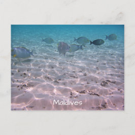 Koraalvis Witte zand Lagoon Briefkaart