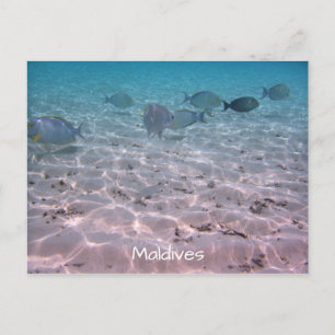 Koraalvis Witte zand Lagoon Briefkaart