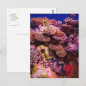 Koral Garden Briefkaart (Voorkant / Achterkant)