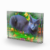 Korat Kat Fotoblokken (Rechts)