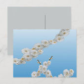 Korea Cherry Blossom White Briefkaart (Voorkant / Achterkant)