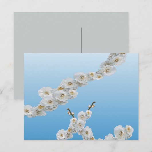 Korea Cherry Blossom White Briefkaart (Voorkant / Achterkant)