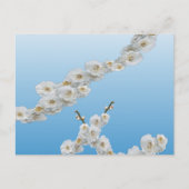 Korea Cherry Blossom White Briefkaart (Voorkant)