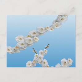 Korea Cherry Blossom White Briefkaart