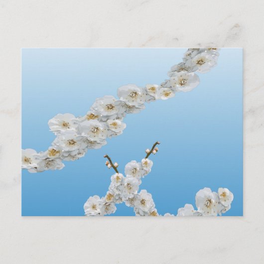Korea Cherry Blossom White Briefkaart (Voorkant)